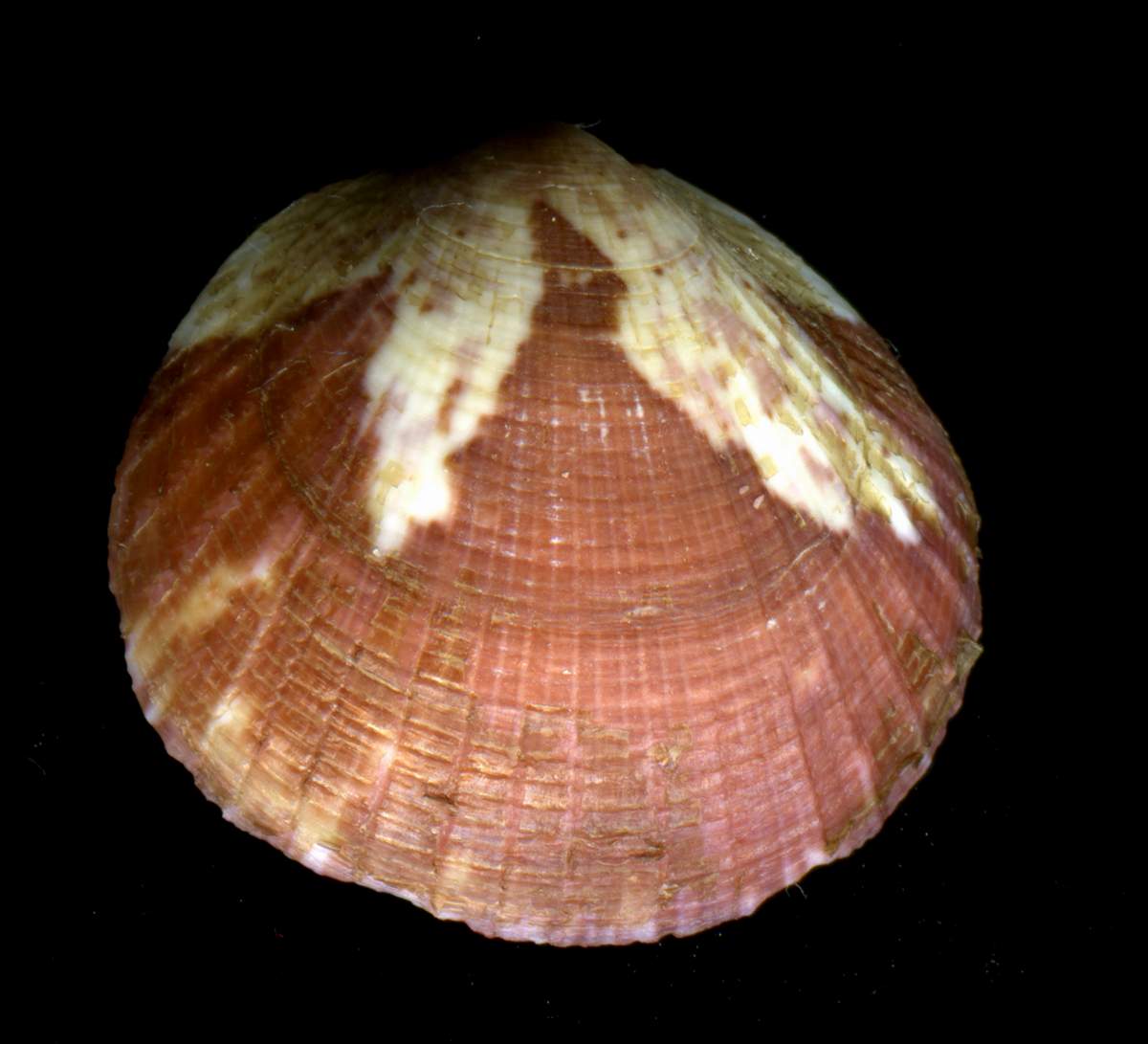 Glycymeris bimaculata (Poli,1795) ?